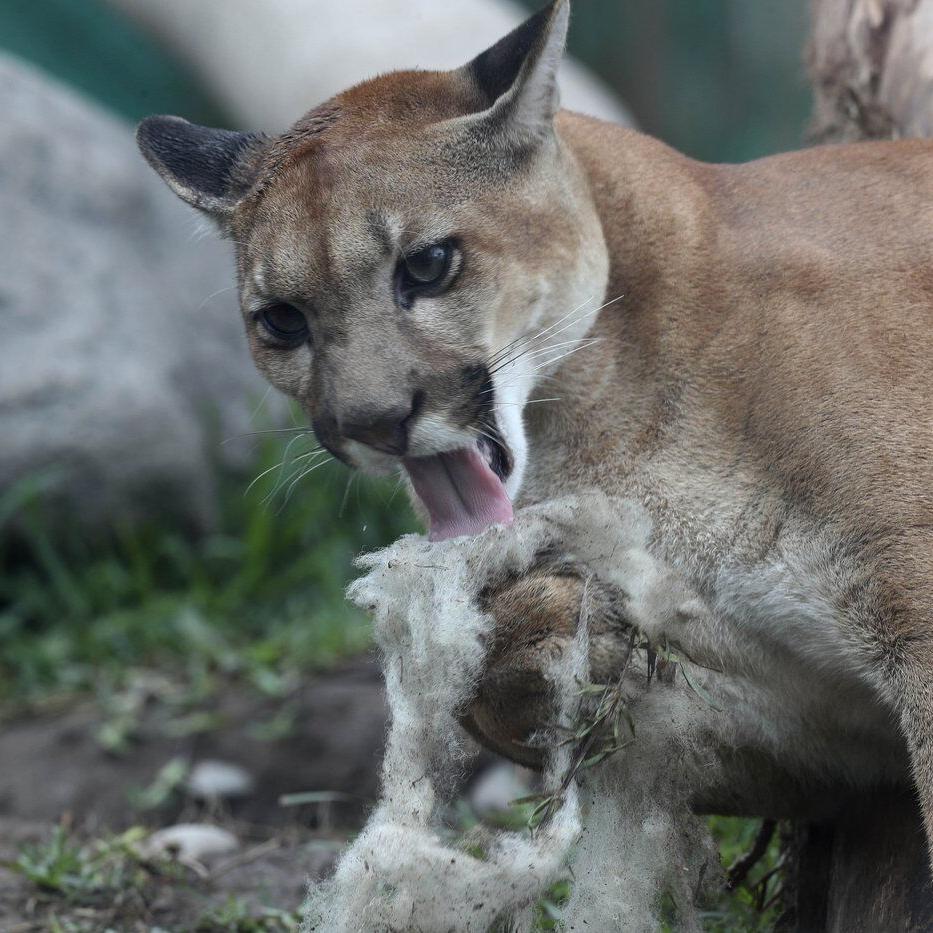 Man punches cougar in face, deters attack near Smithers, B.C.
